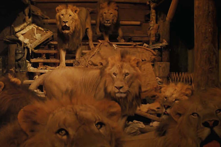 Vợ chồng Hedren và Marshall cũng không ngoại lệ. Hedren từng bị gãy chân và bị sư tử cắn vào đầu trong khi chồng cô thường xuyên bị chúng tấn công đến nỗi các vết thương bị hoại tử.