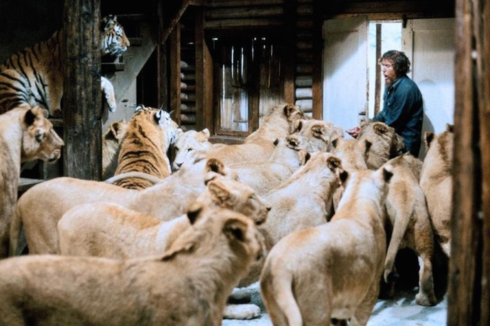 Nhà huấn luyện viên động vật Ronald Oxley lại không cho rằng hai vợ chồng Hedren đã “mất trí”. Hơn thế, ông còn nói với Hedren rằng cô sẽ phải sống chung với một con sư tử để thực sự hiểu được nó.