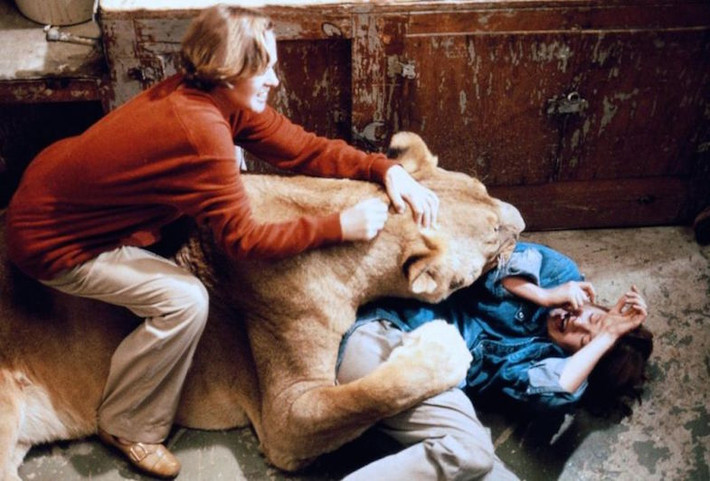 Sự thành công đó khuyến khích vợ chồng Hedren và Marshall theo đuổi ý tưởng bộ phim và nhận nuôi thêm nhiều sư tử nữa. Thực tế, cặp đôi này đã nhận nuôi tới 6 con sư tử trong khu bảo tồn Shambala – cách Los Angeles khoảng 64km.