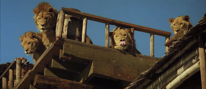 Năm 1983, Hedren thành lập Quỹ Roar để giúp đỡ cô duy trì hoạt động của khu bảo tồn Shambala. Cho đến nay, khu bảo tồn này trở thành nơi thể hiện những rủi ro của việc sở hữu động vật hoang dã và cũng là nơi trú ẩn của 235 con mèo lớn.