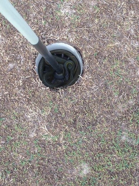 Thậm chí, con rắn này còn thoải mái cuộn mình trong lỗ golf.