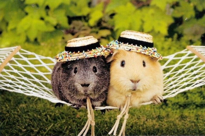 Trong khi hai chú chuột hamster này lại trở nên hết sức đáng yêu chỉ với một chiếc mũ nhỏ xinh xắn.