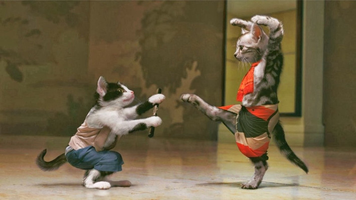 Không chỉ trang phục, hai chú mèo còn tạo dáng trước ống kính một cách hết sức điệu nghệ.