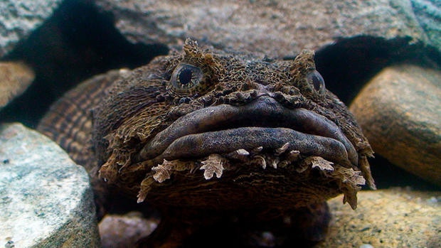 Cá cóc (Oyster Toadfish) không chỉ xấu mà còn rất nguy hiểm bởi bộ hàm chắc khỏe giúp chúng dễ dàng nghiền nát cả cua, hàu... cùng chất độc nguy hiểm trong vây lưng và gai nắp mang. Không những thế, khi bị nguy hiểm chúng phát ra tiếng kêu ộp ộp nhờ làm rung bóng bơi.