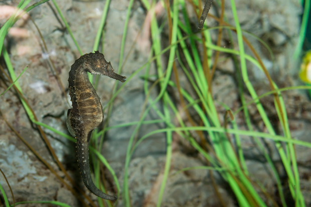 Cá ngựa phương Bắc (tên khoa học là Hippocampus erectus) khi giao phối tạo ra những âm thanh khá ồn ào bằng cách hất đầu liên tục trong khi móc đuôi vào nhau.