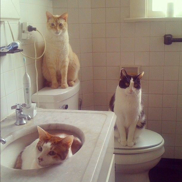 Ba con mèo quan sát không chớp mắt ở những vị trí thuận lợi trong toilet.