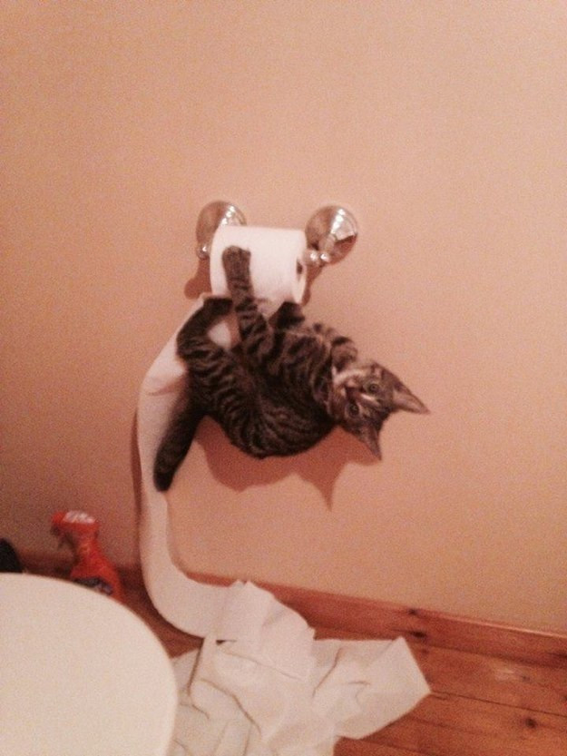 Không chỉ đột nhập vào toilet mà con mèo con còn phá hoại cuộn giấy.