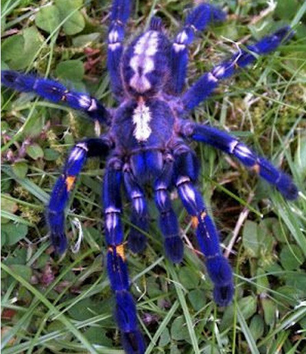Loài nhện cây ngọc saphire (Gooty Sapphire Ornamental Tree Spider) có cơ thể màu xanh lam quyến rũ nhưng có thể làm bạn chết khiếp với kích thước lên tới 15-20cm.