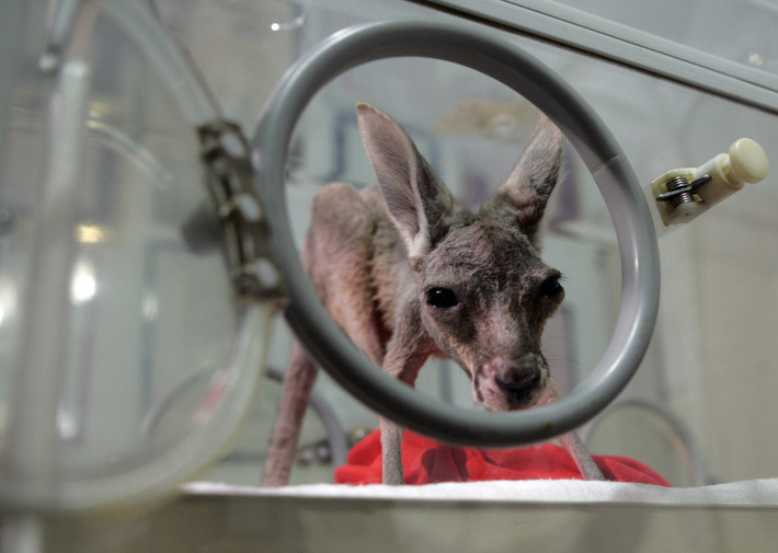 Sau khi bị kangaroo mẹ đánh rơi ra khỏi túi, Tijana được chăm sóc trong một lồng ấp đặc biệt và cho ăn bằng sữa nhập từ Mỹ và Đức.
