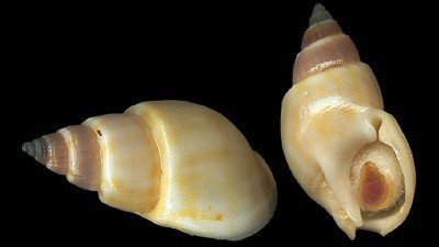 Theo thông tin từ Viện Hải dương học, loài ốc "lạ" này có tên khoa học là Nassarius (Alectrion) glans glans (Linnaeus, 1758) hay còn được những ngư dân quen gọi là ốc bùn bóng.