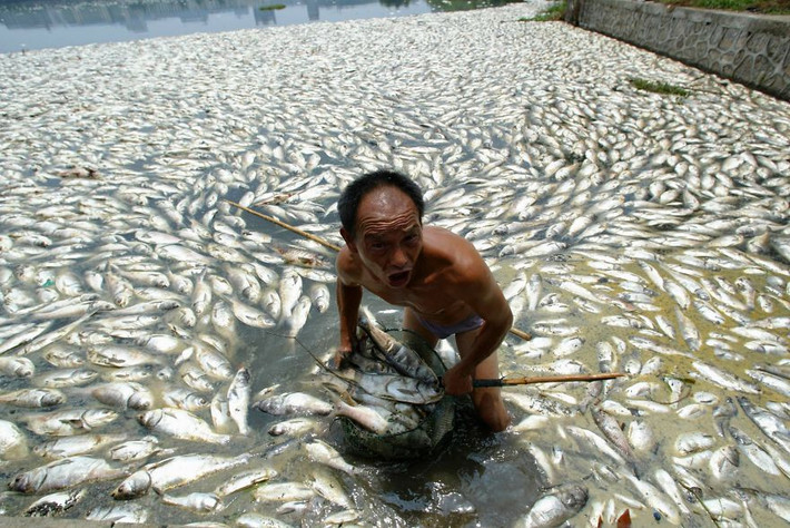 Một người đàn ông ở Vũ Hán, tỉnh Hồ Bắc đang vớt cá chết vì ô nhiễm.