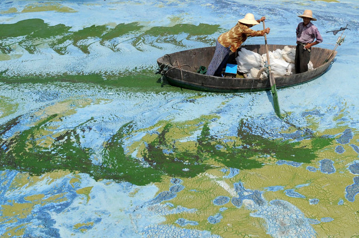 Những ngư dân ở Hợp Phì, An Huy di chuyển khó khăn trong đống tảo ken dày đặc.