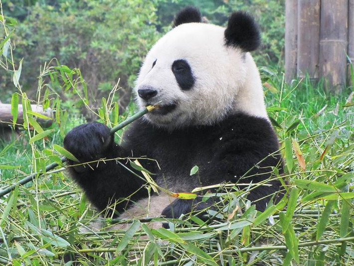 Nhiều khách tham quan tới vườn thú chỉ để ngắm những con gấu trúc nhai thức ăn của nó.