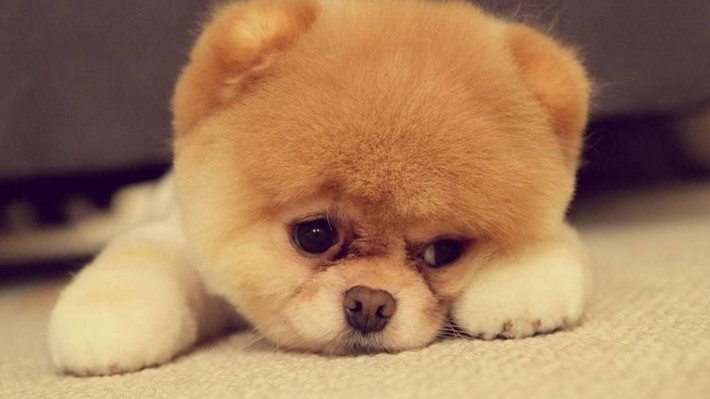 Thậm chí, cả những chú chó cũng có thói quen này. Chó mẹ thường ăn phân của chó con thải ra- thực chất là dọn dẹp rác thải cho đàn con của nó.