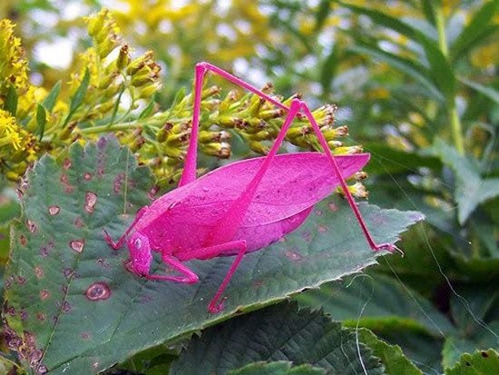 Châu chấu màu hồng Katydid không giống như đồng loại của mình mang những màu sắc khó phát hiện, có thể giúp ẩn thân vào cành lá, loài châu chấu này mang một màu hồng rực rỡ, khác biệt. Tuy nhiên, màu sắc lại chính là nhược điểm của chúng khiến loài châu chấu này dễ bị kẻ thù phát hiện.