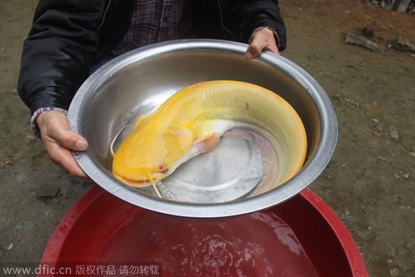 Cá trê vàng, còn có tên khoa học là Clarias cavernicola, được coi là một trong những loài động vật quý hiếm nhất thế giới. Tỉ lệ xuất hiện của cá trê vàng là 1/1 triệu con. Con cá trê này được người dân ở Thụy Xương, Giang Tây, Trung Quốc bắt được.
