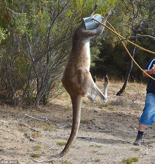 Sau nhiều nỗ lực, kangaroo đã được giải thoát khỏi thùng tưới nước. Cổ kangaroo chắc hẳn bị đau. Tuy nhiên, nó mừng vì được cứu sống nên nhảy đi nhanh chóng.