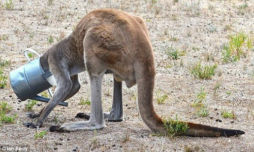 Con kangaroo có thể không sống được lâu nếu không có sự giải cứu của Rob Smith và Steve Dew.