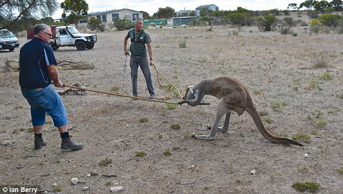 Sau đó, Rob Smith và Steve Dew dắt kangaroo ra một bãi rộng rồi dùng máy cắt thiếc để hỗ trợ.