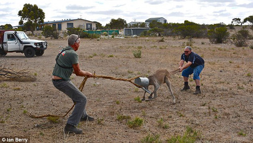 Thấy vậy, Rob Smith và Steve Dew tìm cách giải cứu kangaroo. Họ dùng dây thừng buộc vào thùng nước. Một người kéo dây thừng, một người kéo đuôi kangaroo. Những nỗ lực của họ dường như không thành công.