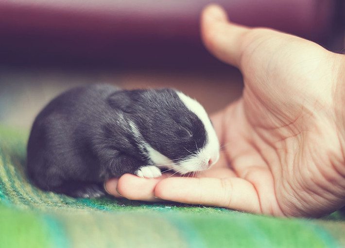 Chúng vô cùng dễ chịu trong bàn tay con người.