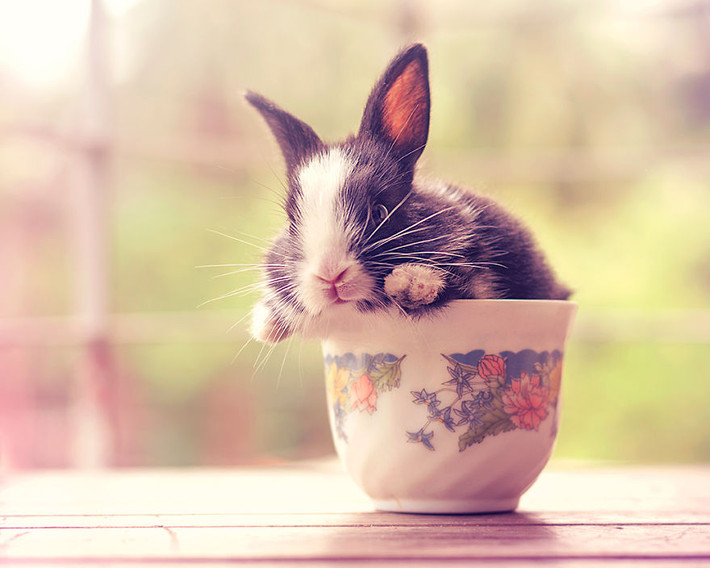 Con thỏ non giương ánh mắt tò mò dù vẫn còn khá nhút nhát.