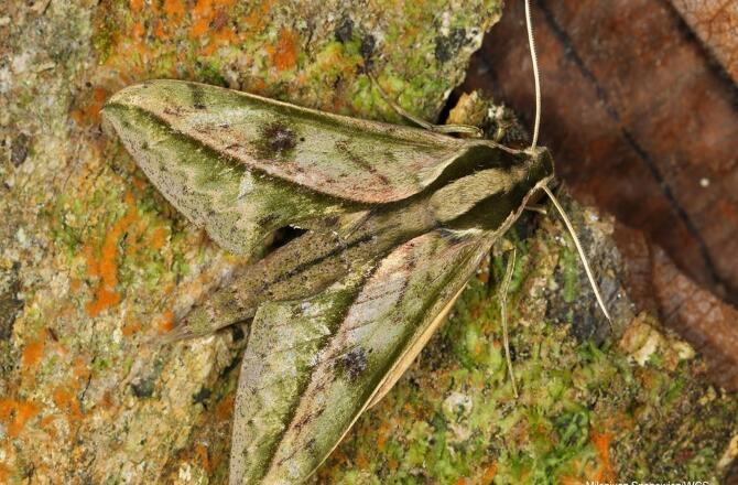 Bướm đêm Xylophanes Amadis.