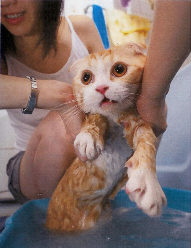 Gương mặt của chú mèo này lại lộ vẻ thảng thốt.
