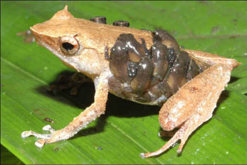 Bệnh truyền nhiễm này là do loài nấm lưỡng cư Chytrid gây ra. Loài nấm này tấn công vào da và làm giảm khả năng hấp thụ khí oxy qua da của ếch. Điều bí ẩn đằng sau căn bệnh là nó có thể xảy ra ở khắp mọi nơi và đặc biệt có thể tiêu diệt một cộng đồng ếch chỉ trong vài tháng. Đến nay các nhà khoa học vẫn chưa biết nó di chuyển như thế nào, cũng như chưa tìm ra phương pháp để ngăn chặn sự xuất hiện của nó.