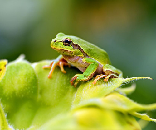 Bệnh Chytridiomycosis ở loài ếch. Chytridiomycosis, hay Chytrid, có thể xem là một căn bệnh tồi tệ nhất trong lịch sử của loài ếch hàng thập kỷ qua. Căn bệnh này không chỉ làm sụt giảm một lượng đáng kể trong quần thể ếch mà còn có thể gây nguy cơ tuyệt chủng cho một số loài ếch vài thập kỷ gần đây.