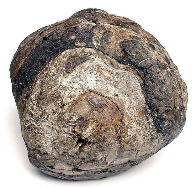 Long diên hương (Ambergris) thực chất là chất thải của cá nhà táng (một loài thuộc họ cá voi) và chính là chất được sử dụng trong sản xuất nước hoa, giúp mùi hương lưu giữ được lâu hơn.