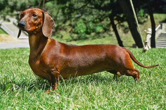 Dachshund là giống chó thân dài, ngực nở, bụng hóp, hoạt bát, rắn chắc với 4 chân rất ngắn. Chính thân hình đó đã thu phục được nhiều người, chưa kể tới bản tính hoạt bát, tình cảm, thông minh, trung thành, rất quyến luyến với gia chủ.