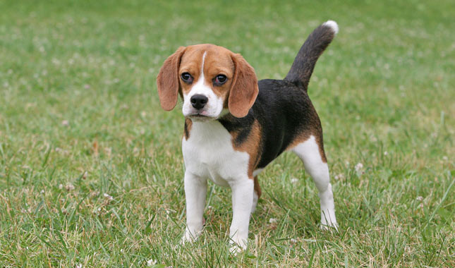 Chó săn thỏ (Beagle) dễ nhận biết bởi bộ lông tam thể mềm mượt đặc trưng. Chúng rất dễ nuôi, thân thiện và đáng yêu với con người, có thể vừa trông nhà, vừa chơi đùa cùng trẻ con.