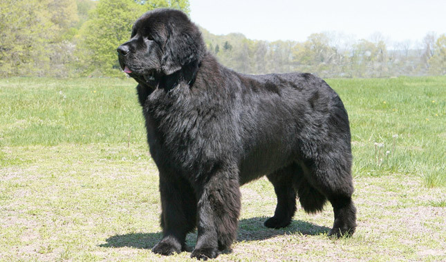Không giống những giống chó bị gắn mác là những giống chó hung dữ như chó Pitbull, chó Newfoundlands luôn được xếp hạng là giống chó tốt bụng nhất, hiền lành nhất, vui vẻ nhất trên thế giới. Chúng có cơ thể to lớn với trọng lượng có thể lên tới 68kg cùng bộ lông dày nên cần được chải chuốt, chăm sóc thường xuyên.