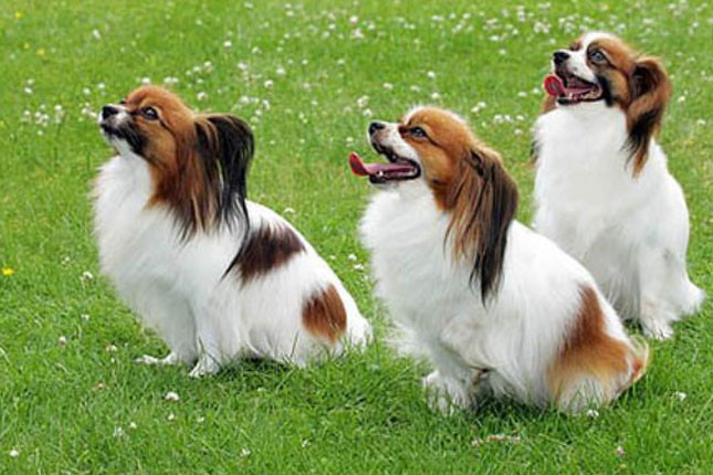 Với đôi tai như hai cánh bướm, chó bướm (Papillon) là loài chó cảnh được rất nhiều người yêu thích không chỉ bởi ngoại hình cực đáng yêu mà còn bởi sự linh hoạt, thông minh, vui vẻ, tình yêu thương và mong muốn làm hài lòng chủ của chúng.