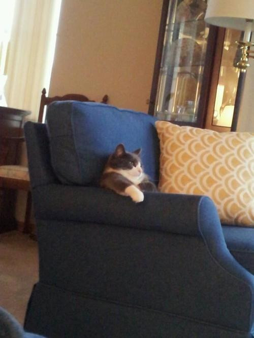 Chú mèo lười, nghiện ti vi và không bao giờ muốn rời xa ghế sofa.