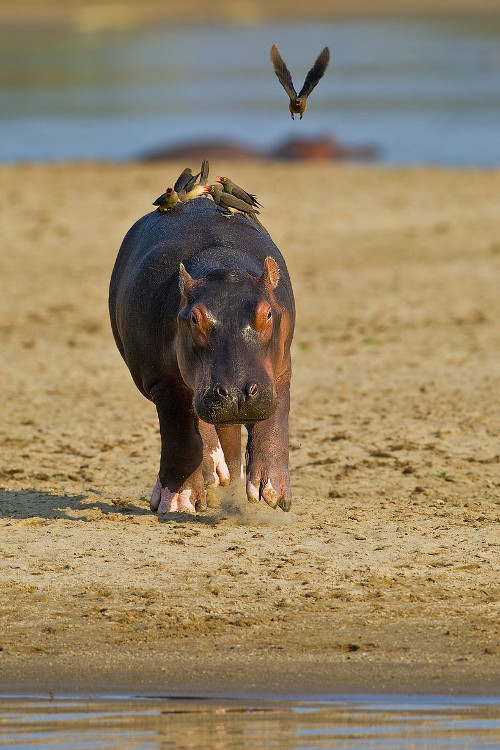 Loài chim ox-pecker thường sống cộng sinh trên hà mã, ăn những chất bẩn, phần viêm nhiễm để giúp cho vết thương ngoài da của các loài kia mau lành hơn.
