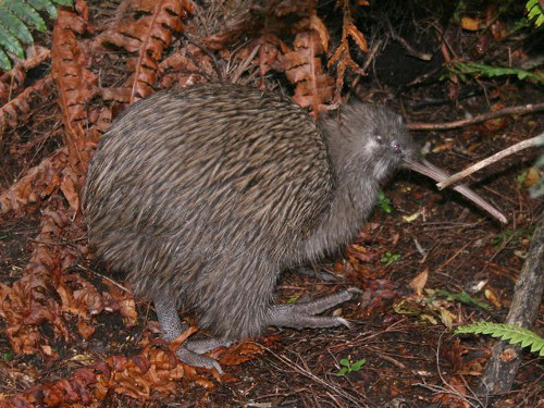 Kiwi là loài ăn đêm và sử dụng khứu giác để xác định vị trí con mồi. Không biết bay, nhưng Kiwi có thể chạy rất nhanh nhờ đôi chân ngắn, và chắc khỏe.