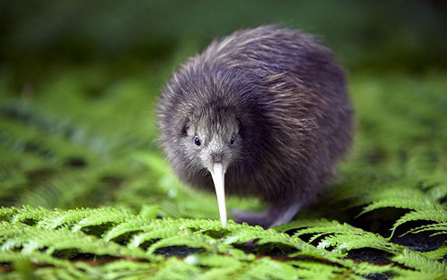 Chim Kiwi. Loài chim nổi tiếng không biết bay này cổ ngắn, mỏ dài và có bộ lông khá giống lông thú. Quốc đảo New Zealand là nơi sinh sống duy nhất của loài chim này. Kiwi thường 2 năm mới đẻ trứng một lần, mỗi lần hai quả, nhưng trứng của chúng được xem là to nhất trong nhất trong các loài chim.