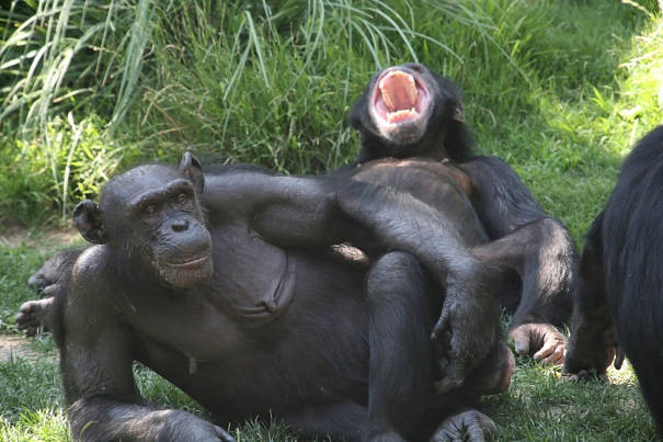 Trong số những động vật biết hành nghề mại dâm, khỉ Bonobo nổi tiếng là loài dâm đãng bởi quan hệ vô cùng phóng túng của những con cái trong loài.