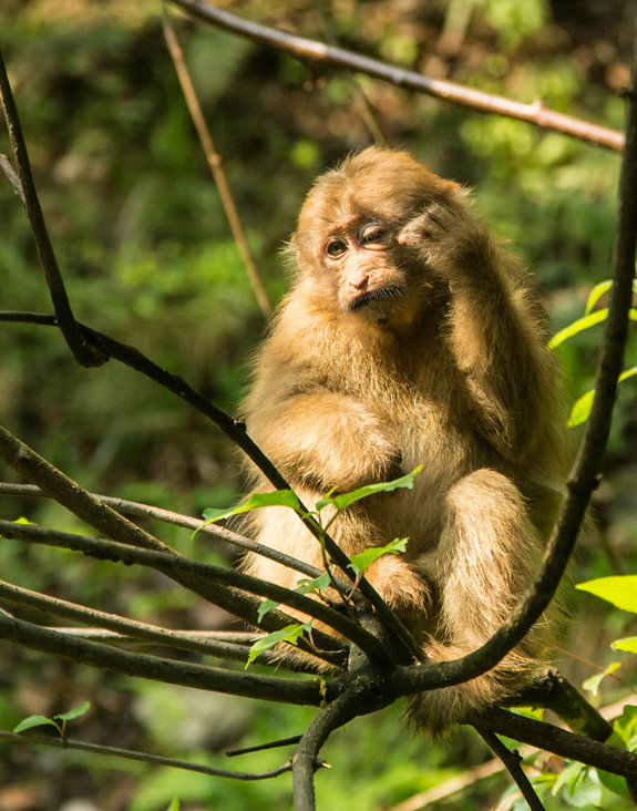 Khỉ Tây Tạng (Macaca thibetana) đang bị đe dọa nghiêm trọng bởi nạn phá rừng ở phía đông Trung Quốc. Loài động vật dành hầu hết thời gian ở dưới mặt đất và ngủ trong các hang động.