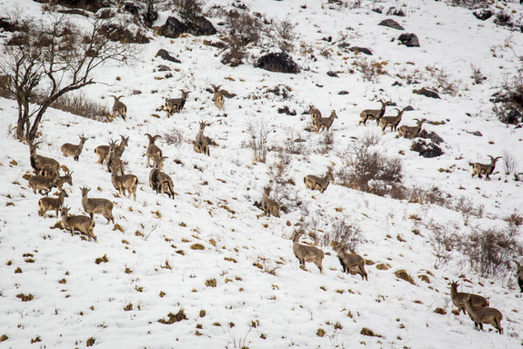 Cừu Bharal (Pseudois nayaur) được tìm thấy trên dãy Himalaya cao của Nepal, Tây Tạng, Trung Quốc, Ấn Độ, Pakistan, và Bhutan.