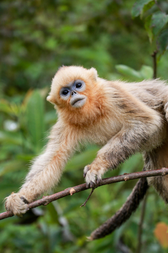 Voọc mũi hếch vàng (Rhinopithecus roxellana) là loài động vật kỳ dị chỉ được tìm thấy trong rừng trung tâm và tây nam Trung Quốc, cụ thể là dãy núi Qinling của tỉnh Thiểm Tây. Chúng thường sống thành đàn từ hàng trăm tới hàng ngàn con.