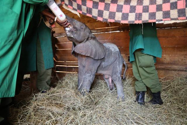 Qua nghiên cứu, Sheldrick đã phát triển một công thức sữa dựa trên các chất dinh dưỡng cần thiết cho voi con trong 2 năm đầu đời.