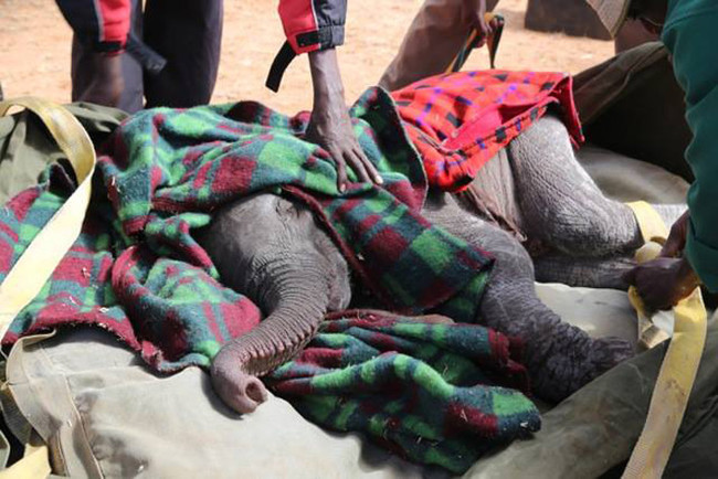 Có trụ sở tại Tsavo, Kenya, Trung tâm chăm sóc cho những chú voi non để chúng có thể phục hồi chức năng về cả thể chất và tinh thần.