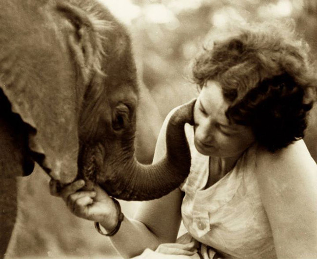 Lớn lên tại Kenya, niềm đam mê cả đời của bà Sheldrick là cống hiến cho các loài động vật đang bị đe dọa.