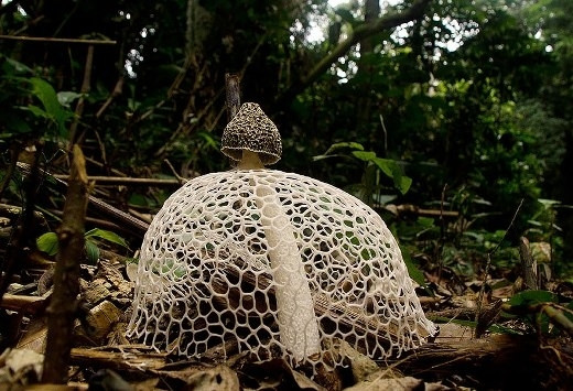 Nấm báo mưa Phallus Indusiatus có "bộ váy" xuyên thấu rất gợi cảm.