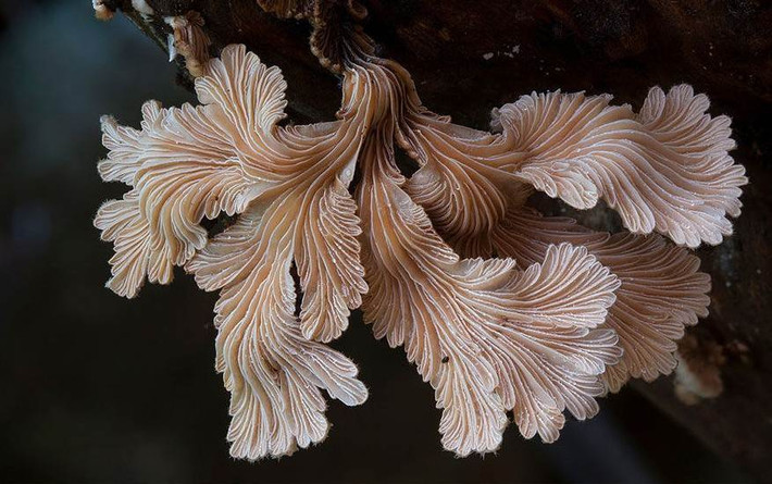 Nấm chân chim (Schizophyllum), thể bào tử hình quạt màu trắng tro, dính vào gỗ mục ở phía bên cạnh, không cuống, chất da được tạo thành từ một loại sợi nấm. Có đôi khi, loài nấm này có những hình thù tuyệt đẹp như chiếc đuôi lộng lẫy của một con cá vàng.
