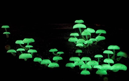 Nấm Mycena Chlorophos phản quang phát sáng trong bóng đêm mang một vẻ đẹp lung linh huyền ảo.