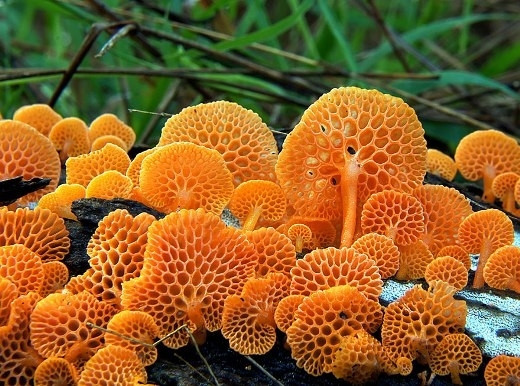 Nấm Favolaschia Calocera với những lỗ thoáng đẹp mắt và màu sắc không lẫn vào đâu được.
